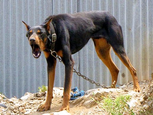 fb383165a7d380653ddfcdc18831855d--doberman-pinscher-dobermans