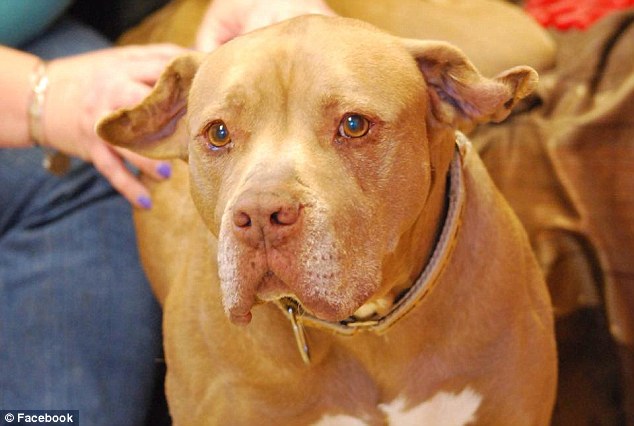 Long-time coming: Chester, a six-year-old pit bull, was found as a stray and had been living in shelters for the past five years