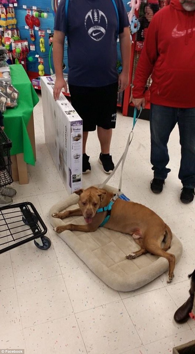 Saying goodbye: Saturday morning, volunteers came to the shelter to say good-bye to Chester, a longtime favorite among those whoâd come regularly to walk him and give him belly rubs and kisses