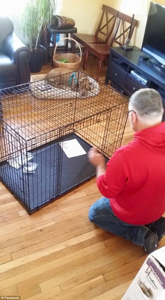 Part of the family: Adi Dor sets up a cage for Chester to sleep in at his new home