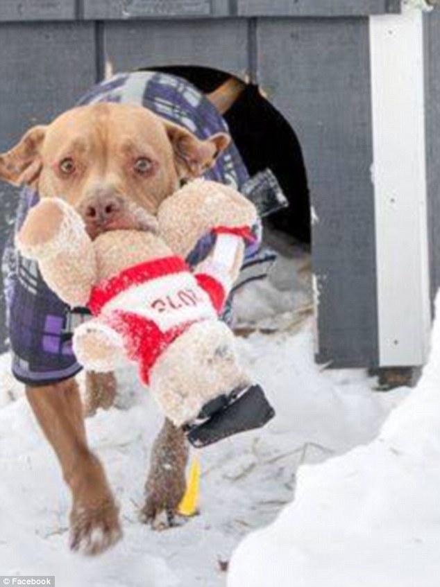 Puppy power: Using the power of social media the animal shelter took a picture of the poor pooch and posted it onto a Facebook page where it received 6,000 likes and Chester found a loving home