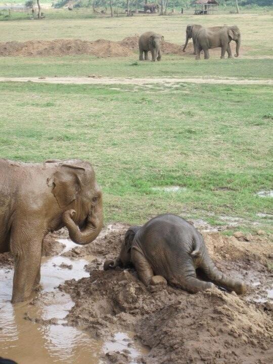 Image result for elephant depressed