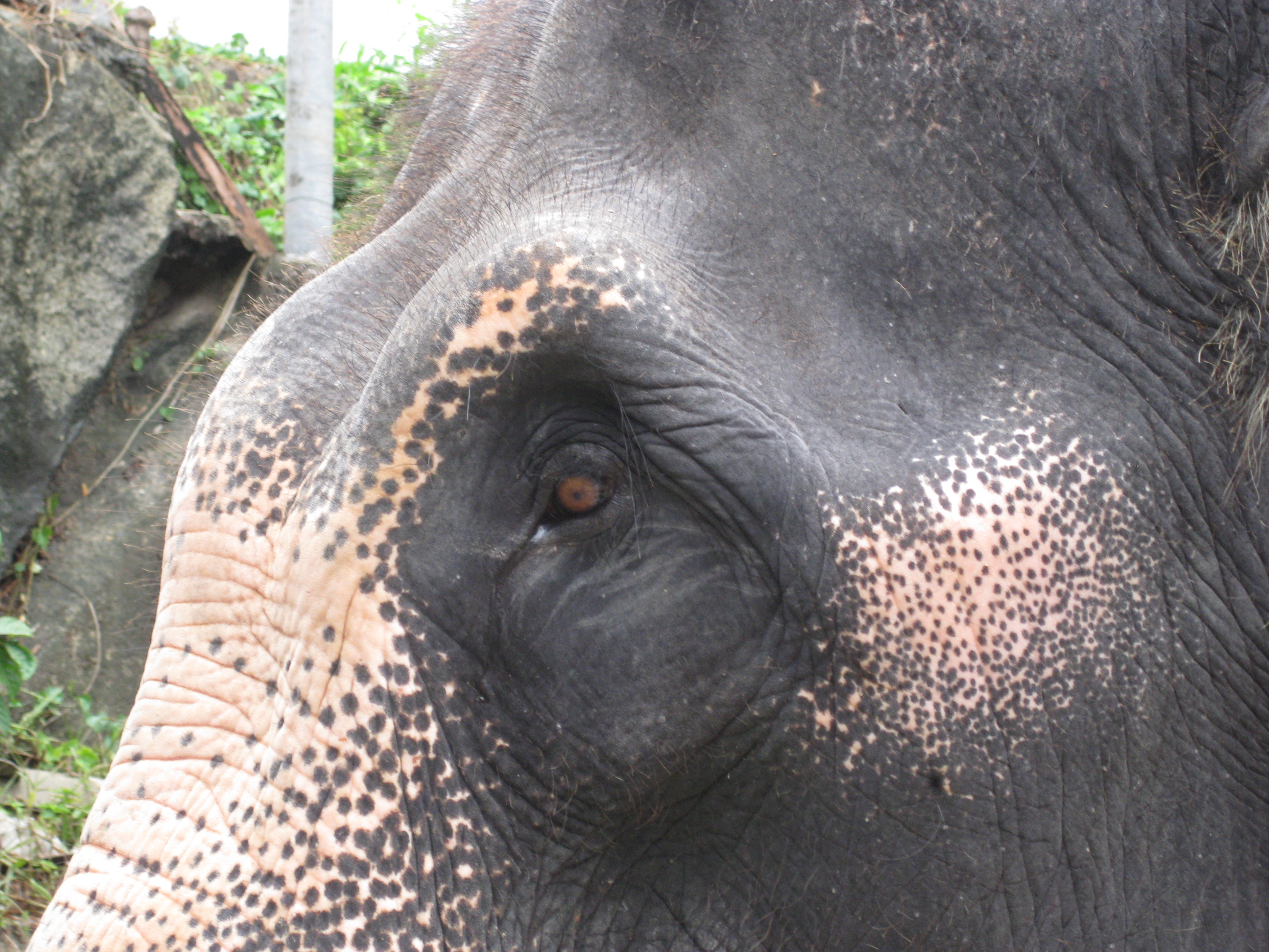 Image result for elephant depressed