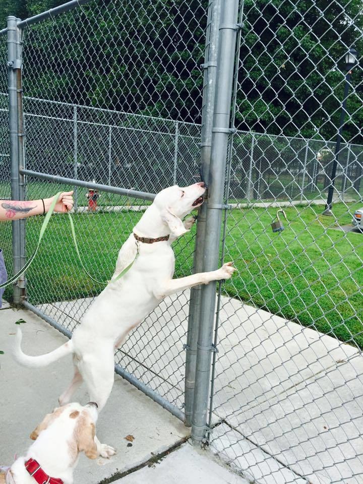 According to the shelter's behavior team leader, Donya Satriale, Gumby is an empath.