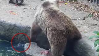 Image result for bear saves crow