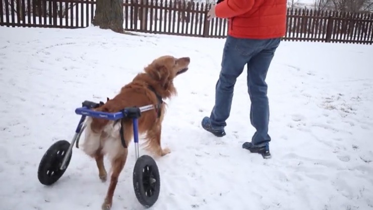 Watson Family Retriever Story