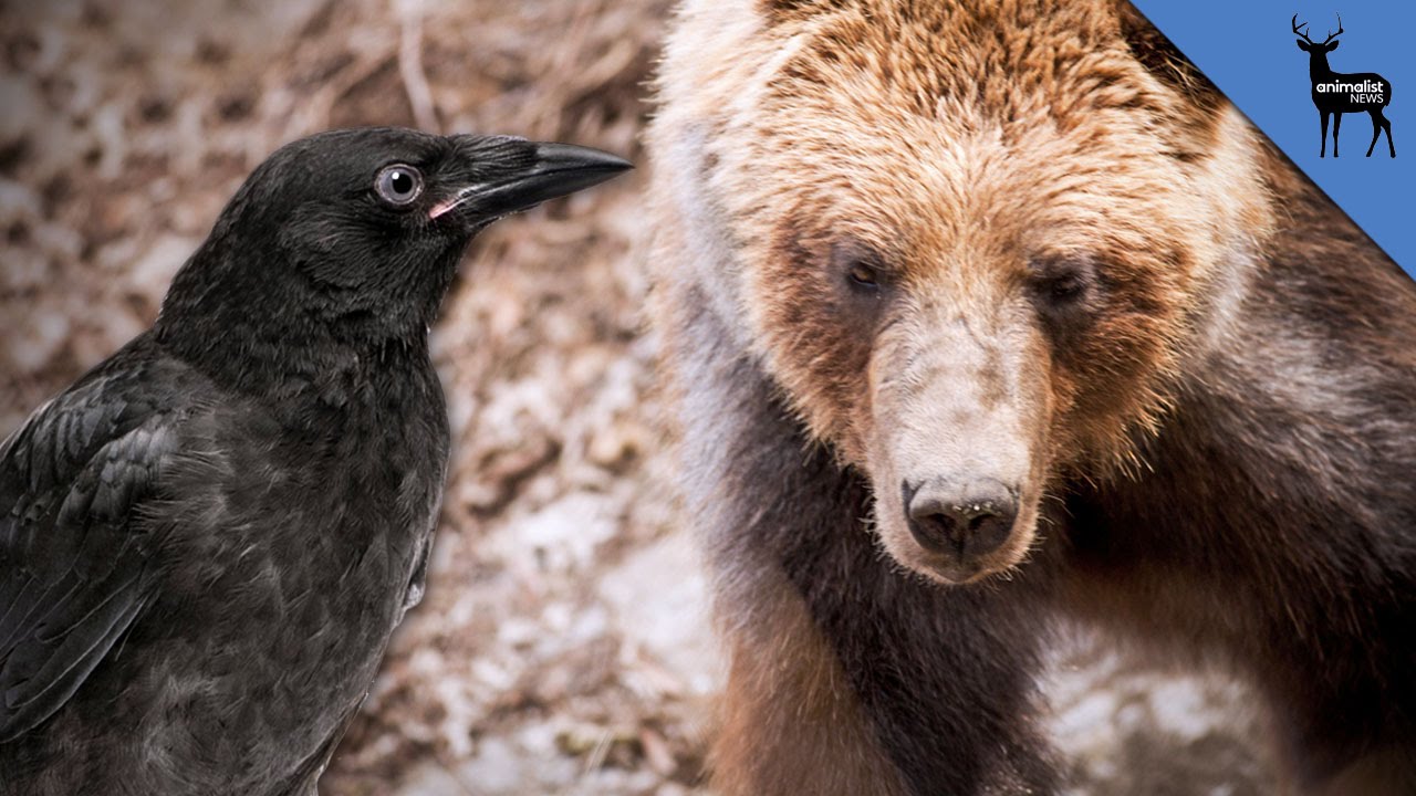 Image result for bear saves crow