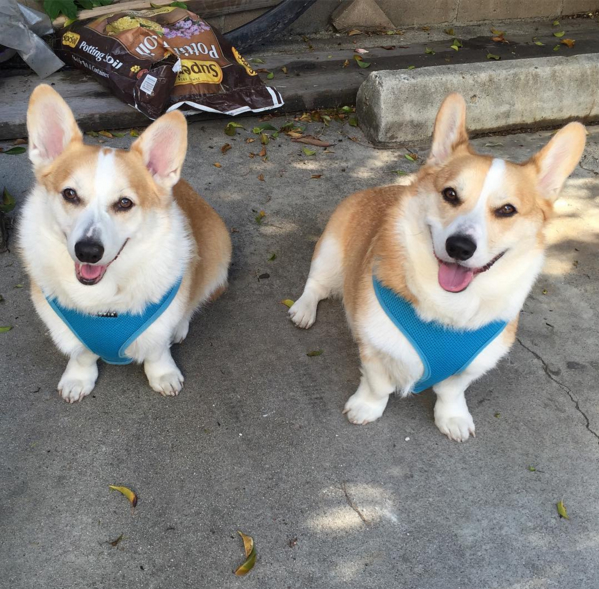 Corgnelius and Stumphrey of Reddit Fame