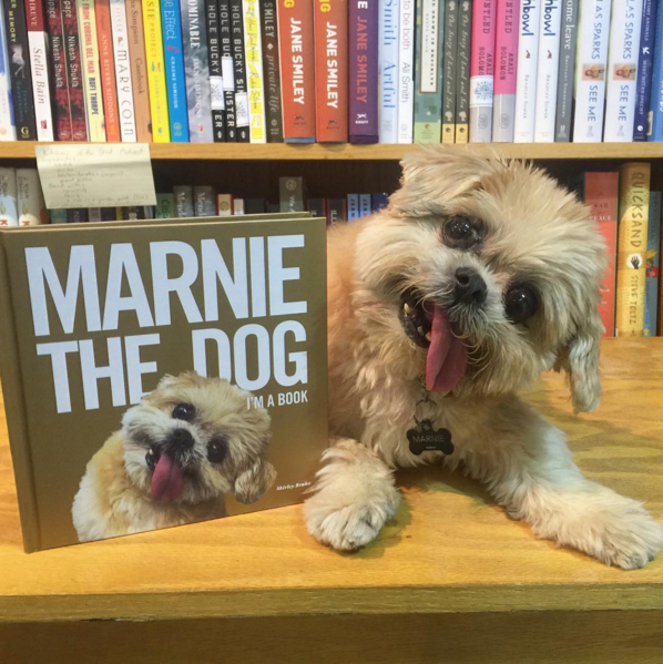 Marnie The Dog Promotes Senior Dog Adoption