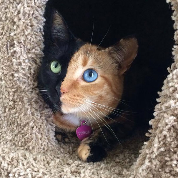 Venus The Two-Faced Cat