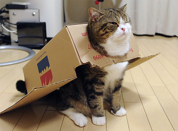 Maru Cat.jpg