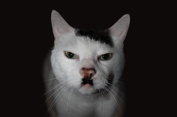 Watch Out For Kitler