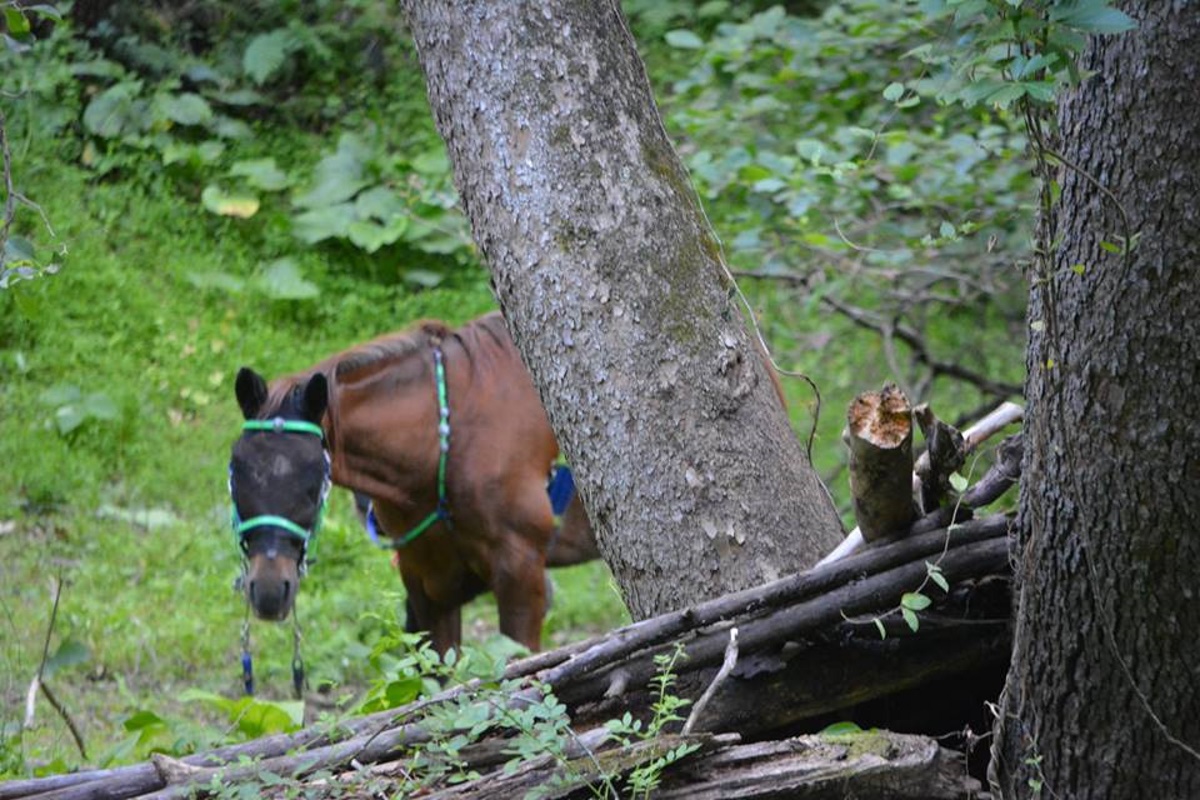 hikers and horse