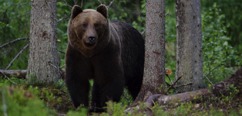 Image result for bears habitat