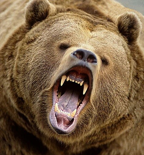 Image result for scary bear