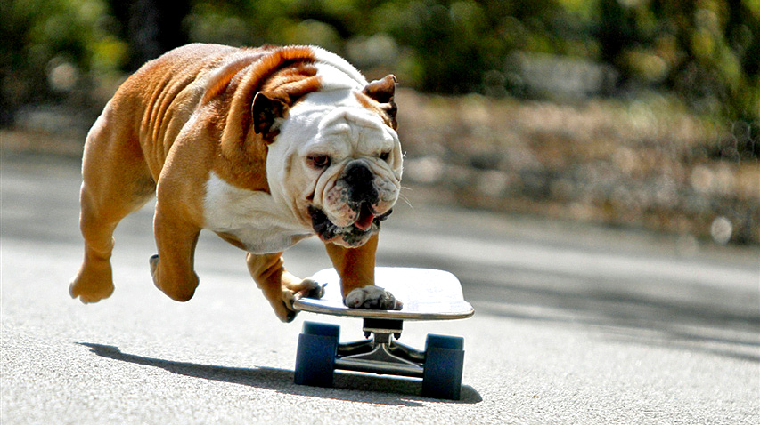 10.29.15-Skateboarding-Dog-Tillman-Dies3