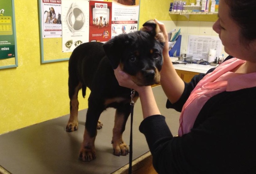 Image result for a veterinarian with rottweiler