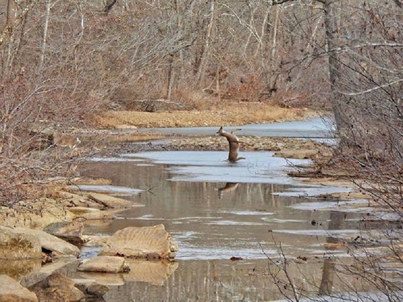 The Deer That Slipped