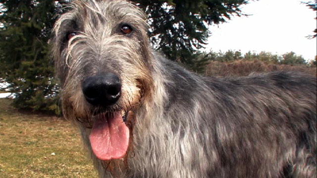 128268082393913144600101197_IRISH_WOLFHOUND