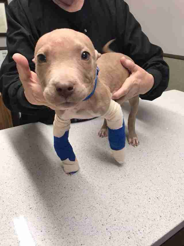 pit bull puppy abuse kansas
