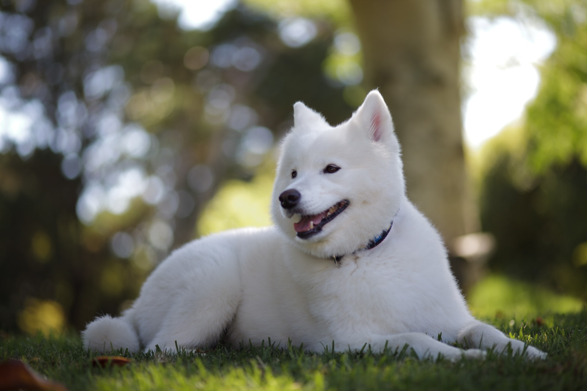 20_Samoyed-Husky