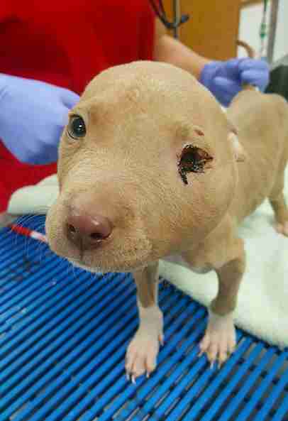 pit bull puppy abuse kansas jonah