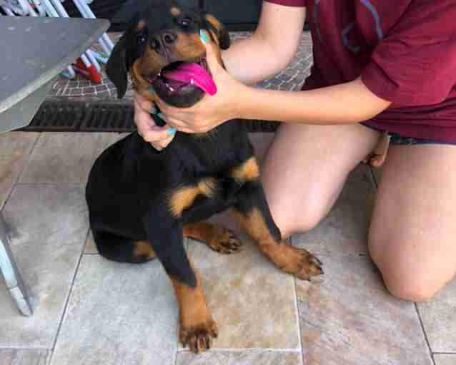 Image result for pink tongue rottweilers