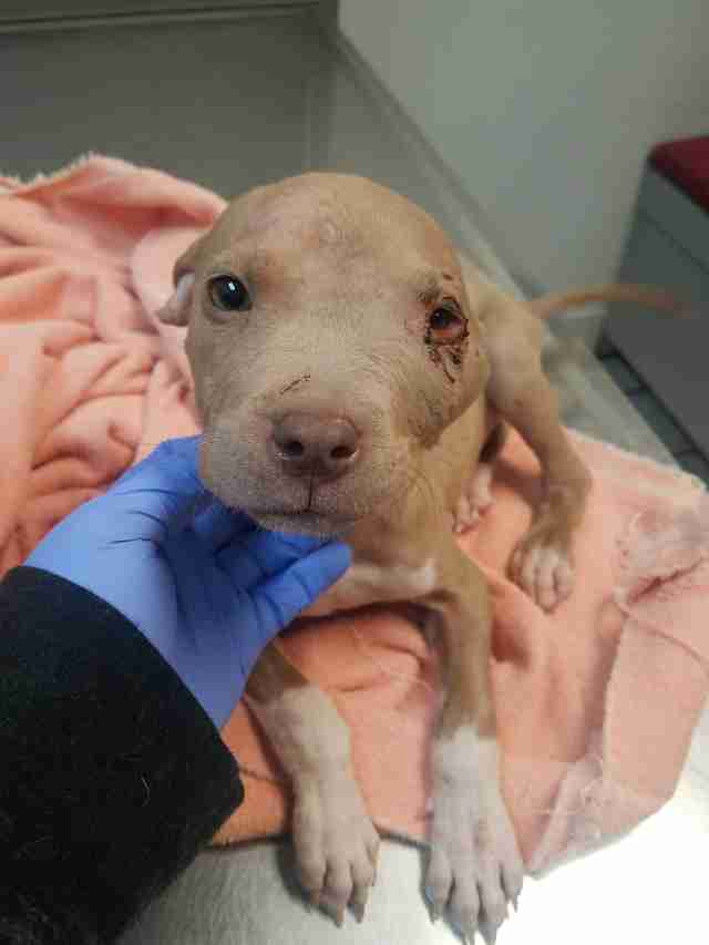 pit bull puppy abuse kansas jonah