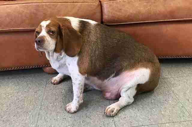 obese beagle fitness 