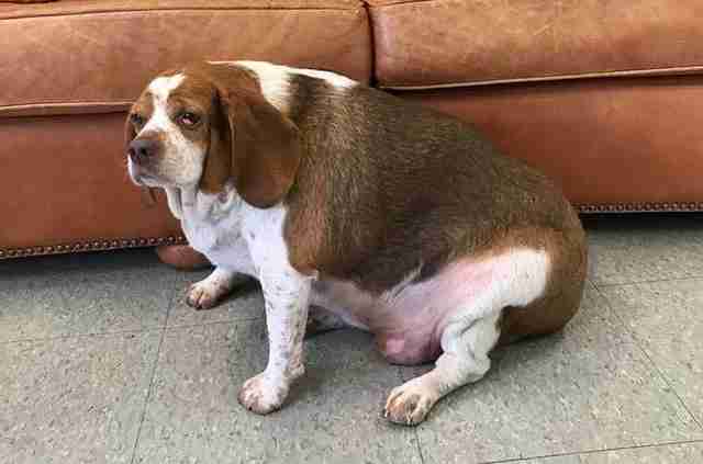 obese beagle fitness