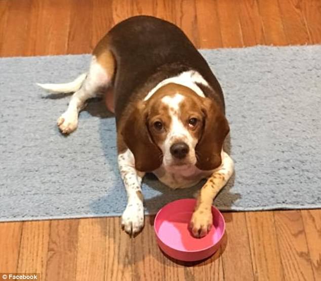 Image result for honey obese beagle sue cable