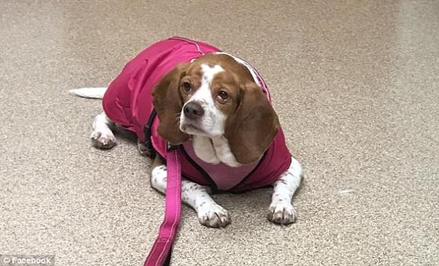 Image result for honey obese beagle sue cable