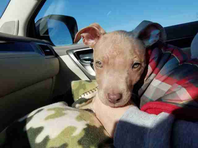 abused pit bull puppy kansas