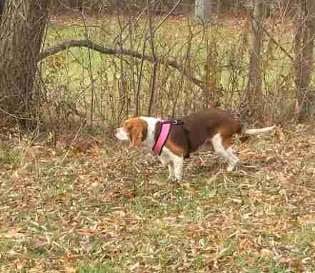 obese rescue beagle new york