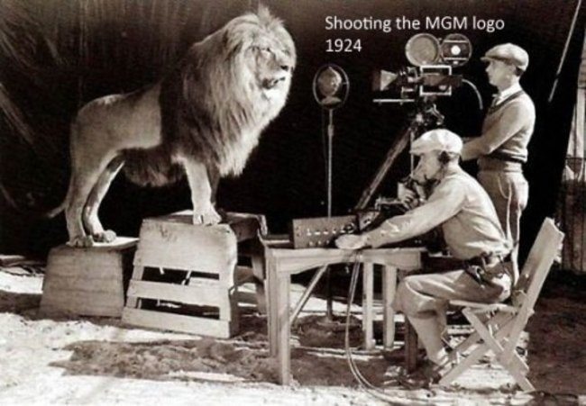 Image result for Everyone has seen the iconic lion, who roars for the logo of MGM. Looking at the picture from another angle, though, looks somewhat surreal.