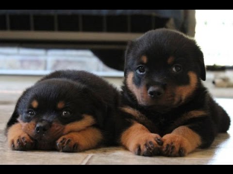 Image result for rottweiler puppies