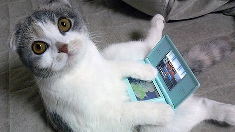 Gamer Cat