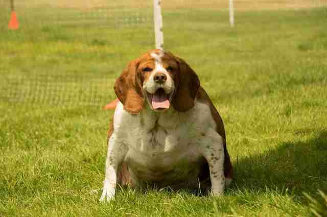 obese rescue beagle new york