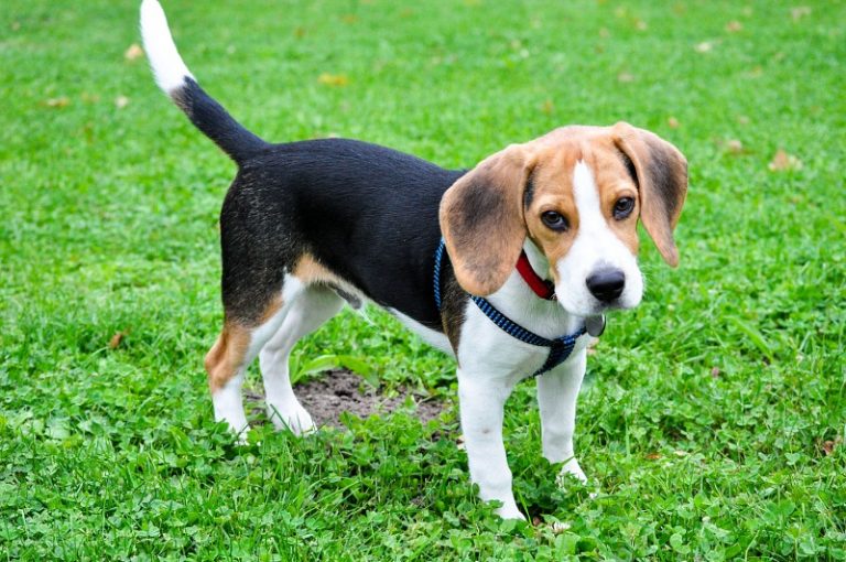 Beagle's Amazing Transformation From Fat To Fit Left Owners In Awe - NewsD