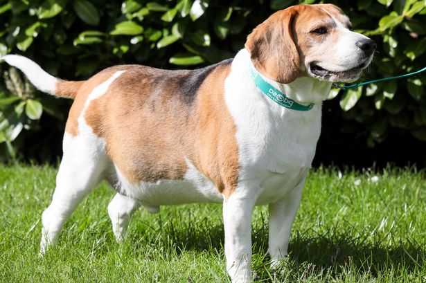 Image result for honey obese beagle