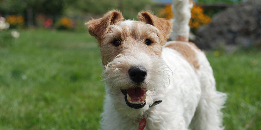 Fox-Terrier-2