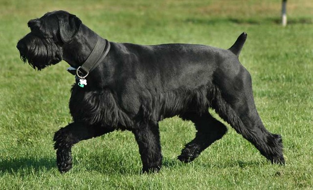 Giant-Schnauzer1