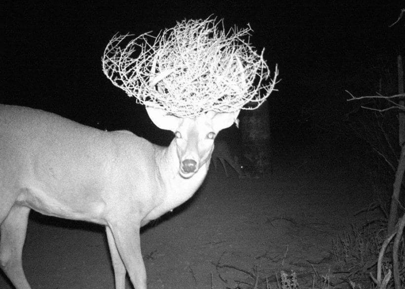 animals-deer hair