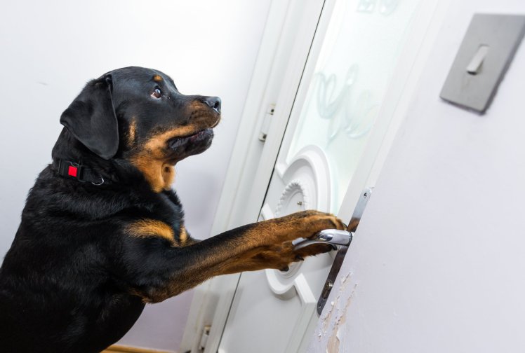Image result for Two rottweiler opening doors