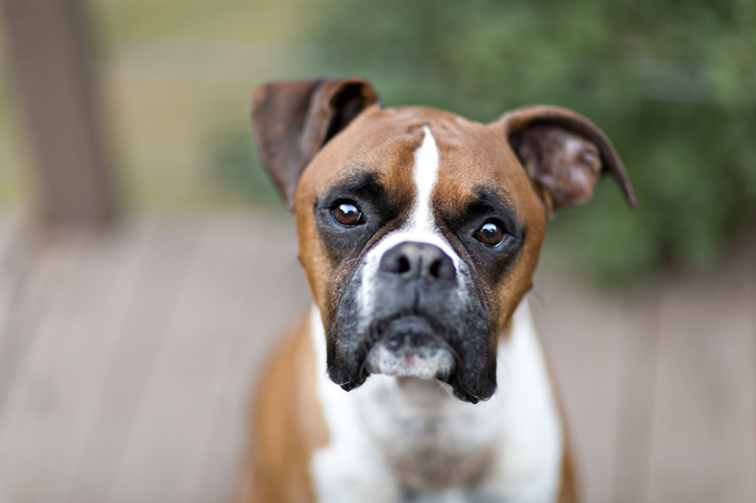 boxer-dog-names