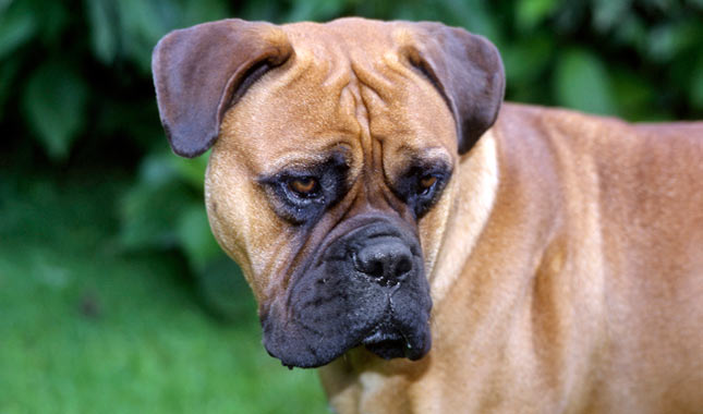 bullmastiff