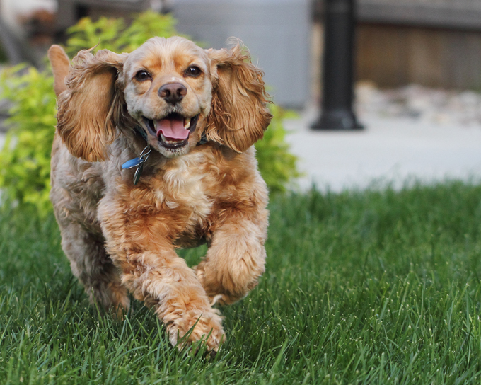 cocker-spaniel-names