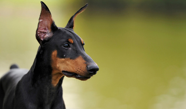 doberman