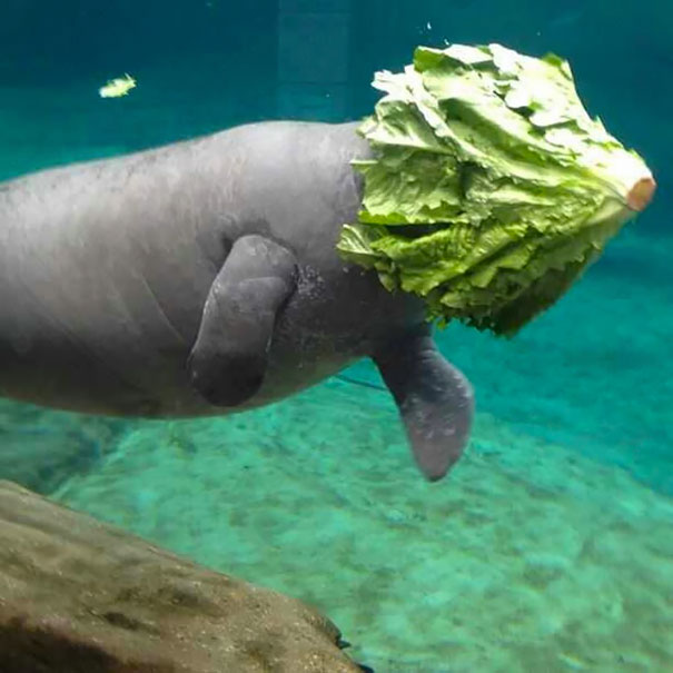 The Unfortunate Manatee