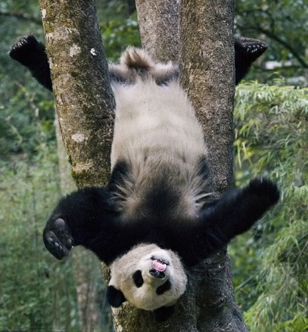 The Drunken Panda